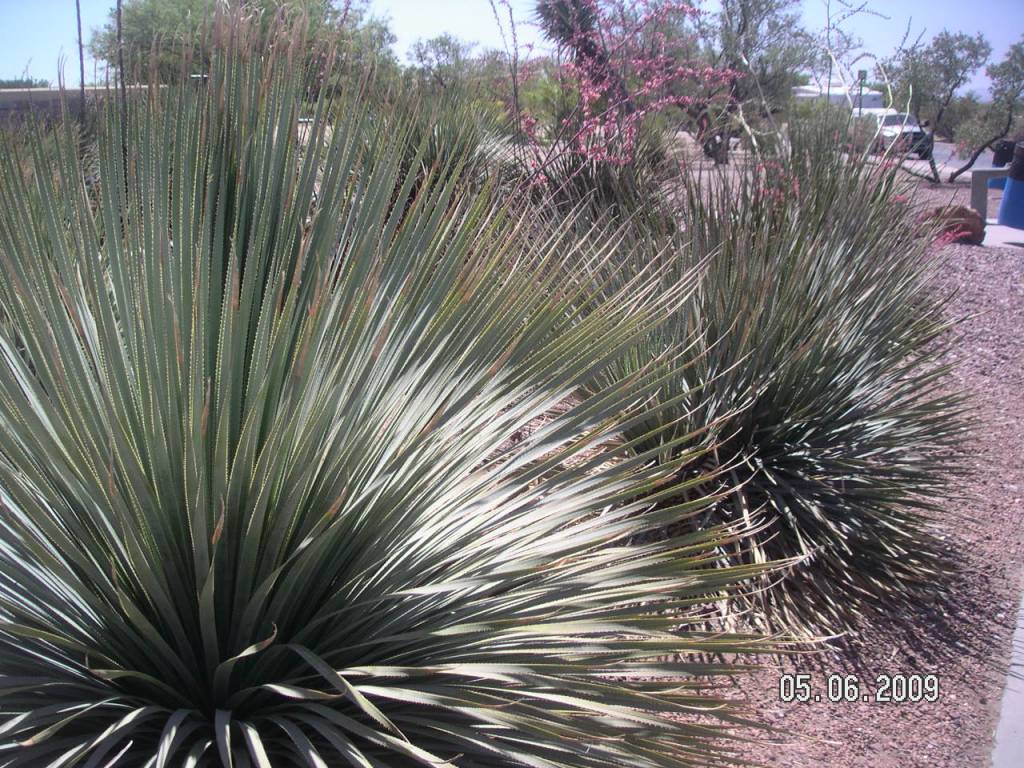 desert plants 1