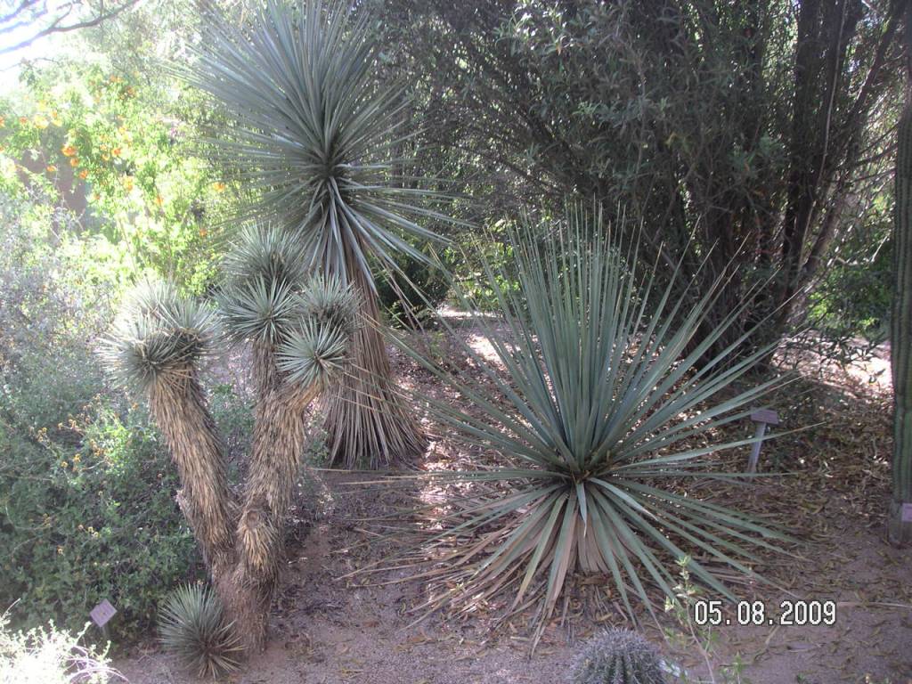 desert plants 6