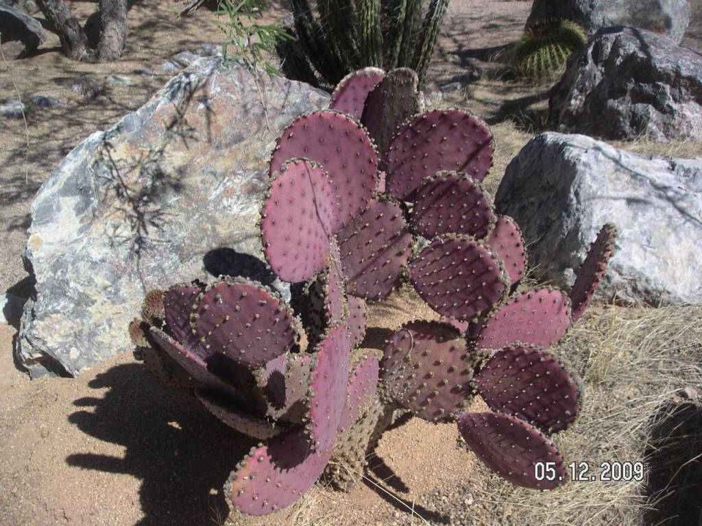 desert plants 10