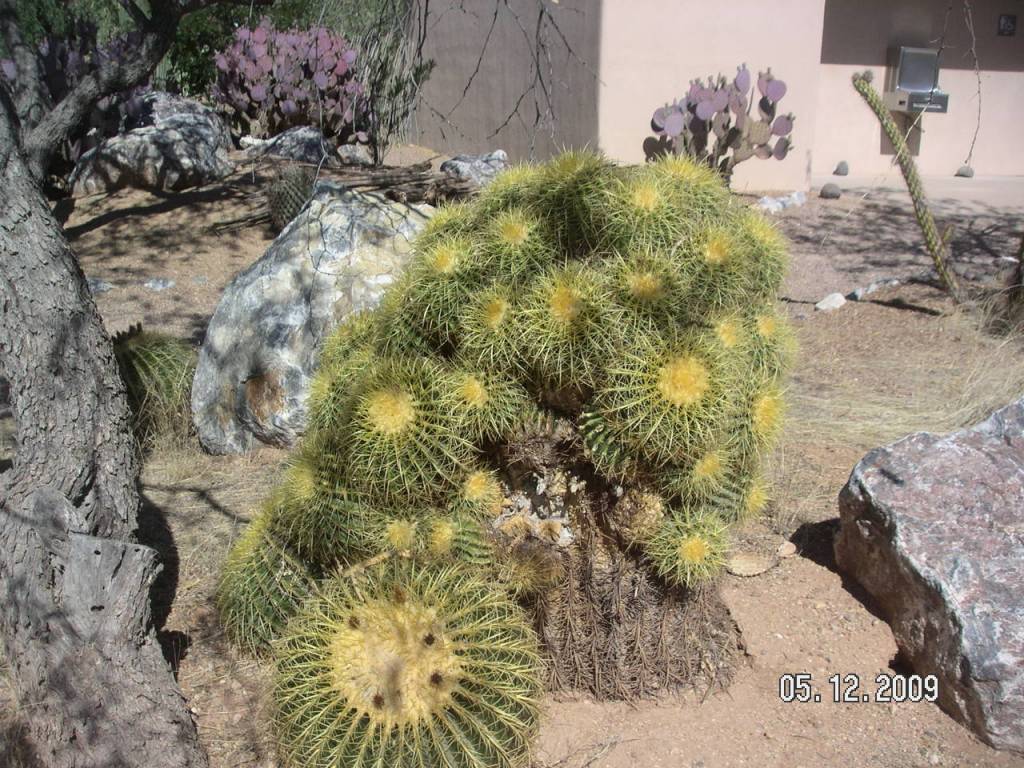 desert plants 11