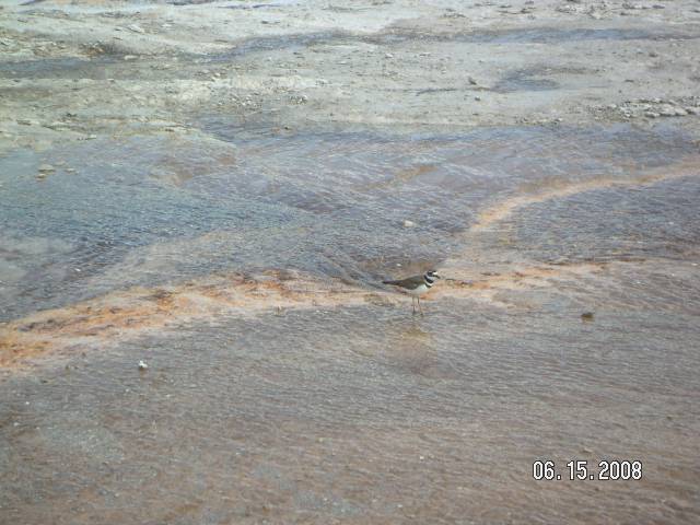 Bird wading in warm geyser water