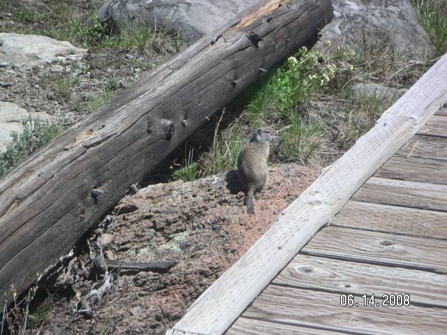 Uinta Ground Squirrel
