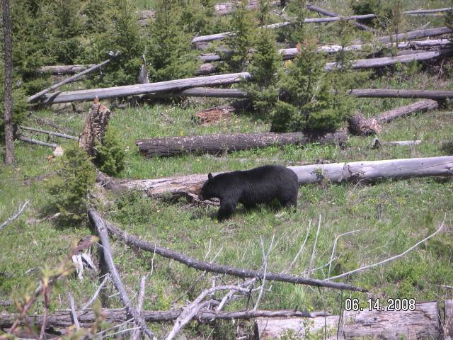 Black bear